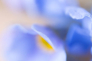 Forget-me-not flower, extreme macro Forget-me-not flower, extreme macro